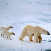 Polar Bear - galeria zdjęć - filmweb
