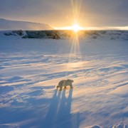 Polar Bear - galeria zdjęć - filmweb