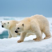 Niedźwiedzica polarna - galeria zdjęć - filmweb