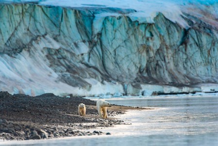 Niedźwiedzica polarna - galeria zdjęć - filmweb