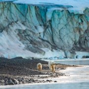 Polar Bear - galeria zdjęć - filmweb