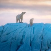 Polar Bear - galeria zdjęć - filmweb