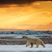 Polar Bear - galeria zdjęć - filmweb