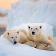 Polar Bear - galeria zdjęć - filmweb