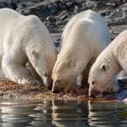 Polar Bear - galeria zdjęć - filmweb