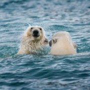Polar Bear - galeria zdjęć - filmweb