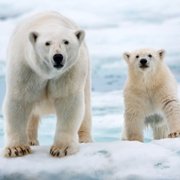 Polar Bear - galeria zdjęć - filmweb