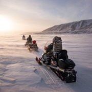 Polar Bear - galeria zdjęć - filmweb