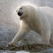Polar Bear - galeria zdjęć - filmweb