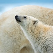 Polar Bear - galeria zdjęć - filmweb