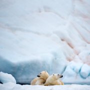 Polar Bear - galeria zdjęć - filmweb