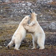 Polar Bear - galeria zdjęć - filmweb
