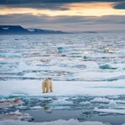 Polar Bear - galeria zdjęć - filmweb