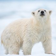 Polar Bear - galeria zdjęć - filmweb