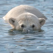 Polar Bear - galeria zdjęć - filmweb
