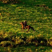 Far from the Madding Crowd - galeria zdjęć - filmweb