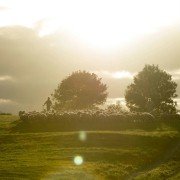 Far from the Madding Crowd - galeria zdjęć - filmweb