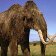 Walking with Beasts - galeria zdjęć - filmweb