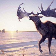 Walking with Beasts - galeria zdjęć - filmweb
