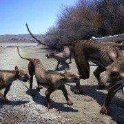 Walking with Beasts - galeria zdjęć - filmweb