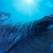 Walking with Beasts - galeria zdjęć - filmweb