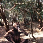 Walking with Beasts - galeria zdjęć - filmweb