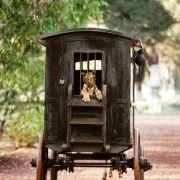 Deux frères - galeria zdjęć - filmweb
