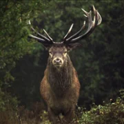 Wilding - galeria zdjęć - filmweb