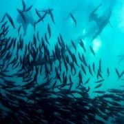 Wild Ocean 3D - galeria zdjęć - filmweb