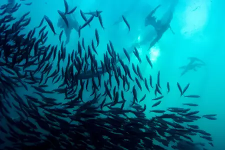 Dziki Ocean 3D - galeria zdjęć - filmweb