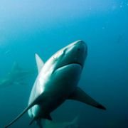 Dziki Ocean 3D - galeria zdjęć - filmweb