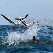 Dziki Ocean 3D - galeria zdjęć - filmweb