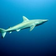Dziki Ocean 3D - galeria zdjęć - filmweb
