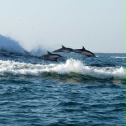 Wild Ocean 3D - galeria zdjęć - filmweb
