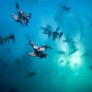 Wild Ocean 3D - galeria zdjęć - filmweb
