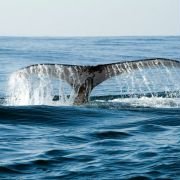 Wild Ocean 3D - galeria zdjęć - filmweb