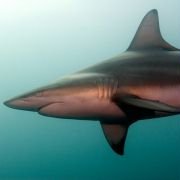 Wild Ocean 3D - galeria zdjęć - filmweb