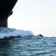 Wild Ocean 3D - galeria zdjęć - filmweb