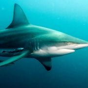 Wild Ocean 3D - galeria zdjęć - filmweb