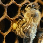 More Than Honey - galeria zdjęć - filmweb