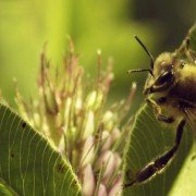 More Than Honey - galeria zdjęć - filmweb