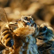 More Than Honey - galeria zdjęć - filmweb