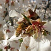 More Than Honey - galeria zdjęć - filmweb
