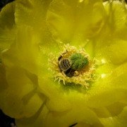 More Than Honey - galeria zdjęć - filmweb
