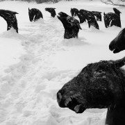 Moje Winnipeg - galeria zdjęć - filmweb