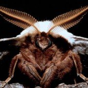 Microcosmos: Le peuple de l'herbe - galeria zdjęć - filmweb