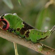 Mikrokosmos - galeria zdjęć - filmweb
