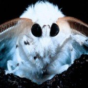 Mikrokosmos - galeria zdjęć - filmweb