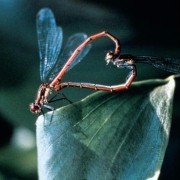 Mikrokosmos - galeria zdjęć - filmweb