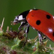 Microcosmos: Le peuple de l'herbe - galeria zdjęć - filmweb